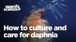 Caring and Culturing for Daphnia [upl. by Anyaj]