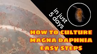 How to Culture Magna Daphnia Easily [upl. by Nillad]