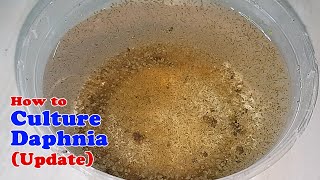 How to Culture Daphnia Update with ZERO Cost  Unlimited Live Food for Our Fish [upl. by Akfir660]