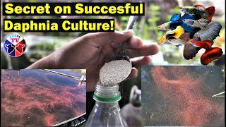 How to Culture Daphnia Successfully [upl. by Enymzaj]