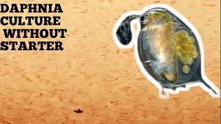 HOW TO CULTURE DAPHNIA NATURALLY WITHOUT A STARTER [upl. by Meuse583]