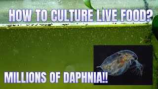 How to Culture Daphnia Secret Method to Breed MILLIONS  Simply Aquatic [upl. by Shelli928]