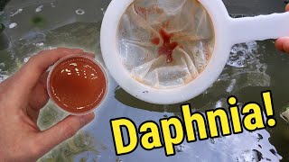 How I Culture Daphnia In Outdoor Tubs [upl. by Danialah]