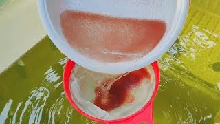 How to culture daphnia  Daphnia culture  How to grow daphnia outdoor [upl. by Ainecey]