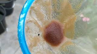 How to culture daphnia moina in a small container Part 1 English Subtitle [upl. by Mickie]