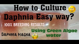 Daphnia MagnaHow to Culture Daphnia Easy wayCulturing Daphnia using Green water Daphnia [upl. by Tacita]