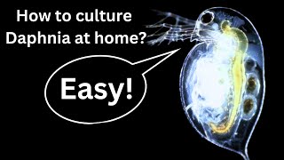 BEST Live Fish Food Beginner guide How to Culture Daphnia at home [upl. by Goldenberg112]