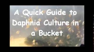 How to culture daphnia outside [upl. by Ade]