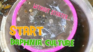 How to culture daphnia moina the easy way 1  Starting the Daphnia culture [upl. by Valeta250]