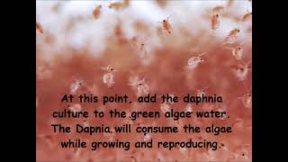 Daphnia  How to grow daphnia in your home [upl. by Neenaej]