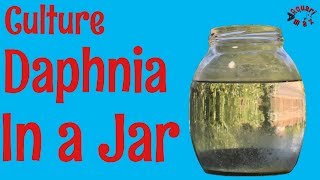 How to Culture Daphnia in a Jar [upl. by Anahpos]