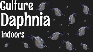 How to Culture Daphnia [upl. by Meir]