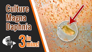 How to culture DAPHNIA MAGNA  The easy way [upl. by O'Donnell41]