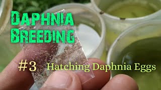 Daphnia Culture made simple and easy 3  Hatching Daphnia eggs [upl. by Xavier]