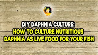 DIY Daphnia Culture How to Culture Nutritious Daphnia as Live Food for Your Fish [upl. by Hakym498]