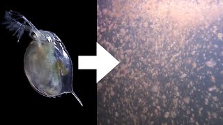 How I Culture Daphnia [upl. by Nileuqay]