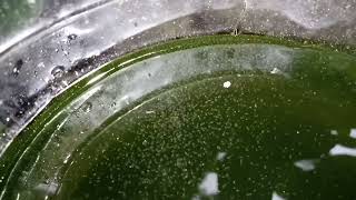 DAPHNIA MOINA CULTURE IN A SMALL BUCKET [upl. by Dryfoos]