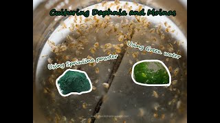 How To Culture Daphnia and Moinas using Green Water Spirulina powder [upl. by Kenrick]