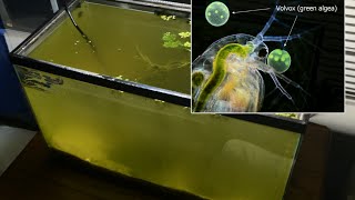 Raising Daphnia for the Freshwater Aquarium [upl. by Aracat979]