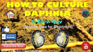 HOW TO CULTURE DAPHNIA In Easy Way [upl. by Kenlee]